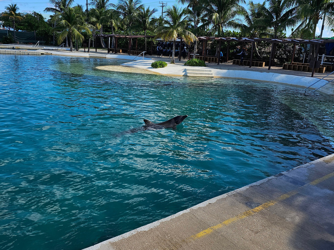 Dolphin Discovery Grand Cayman-西湾必去景点