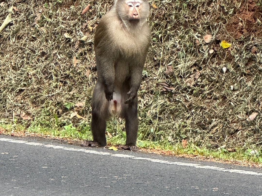 Khaoyai Jungle Tour and Photographer by Guide Jay-北冲县必去景点