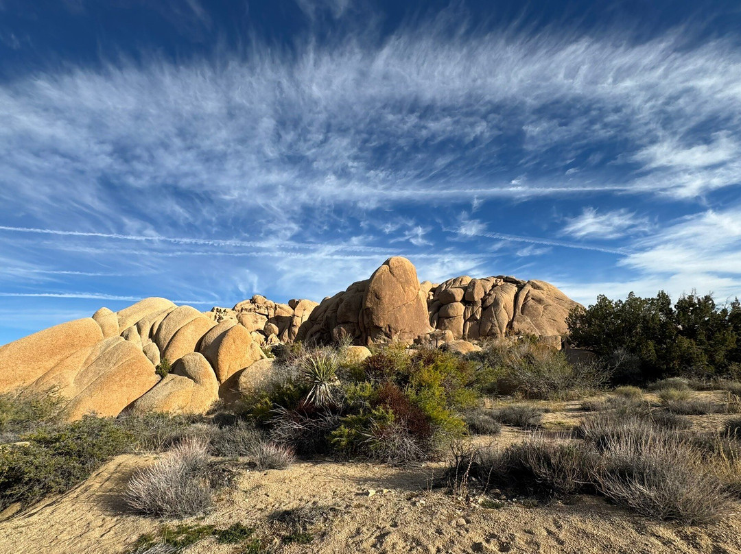 Joshua Tree National Park-约书亚树必去景点
