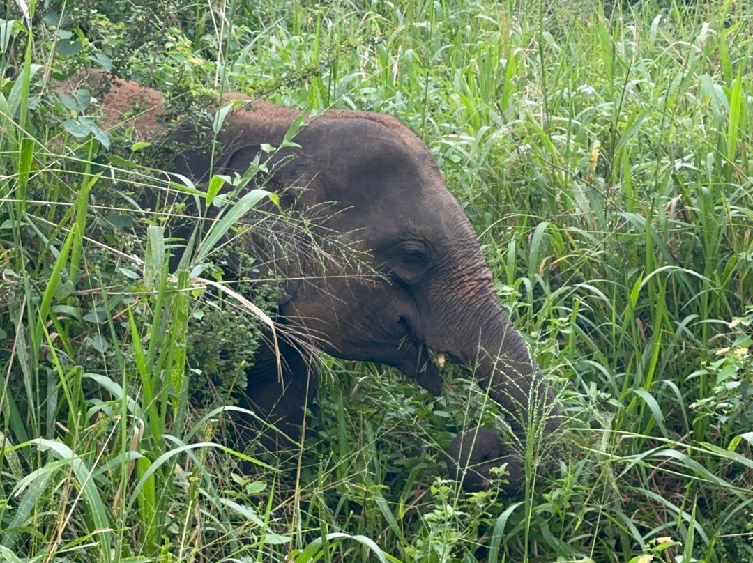 Lakshan jeep safari habarana-哈巴拉娜必去景点