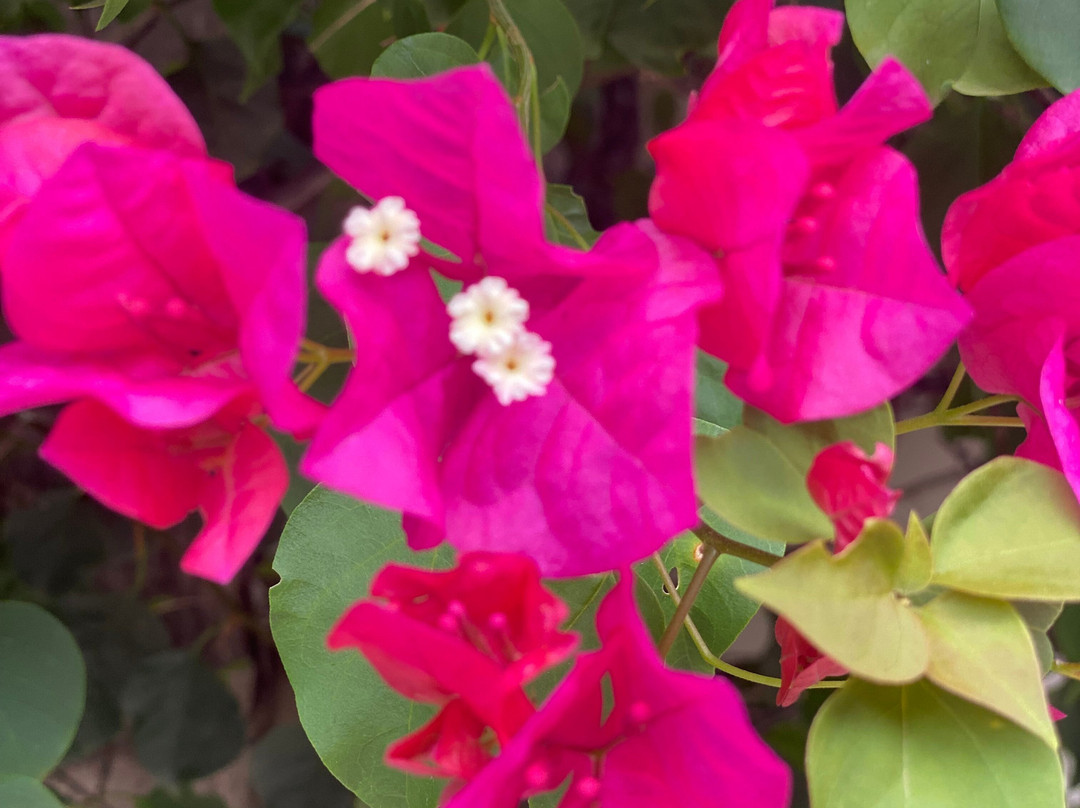 阿鲁巴巴拉特拉公园酒店主图