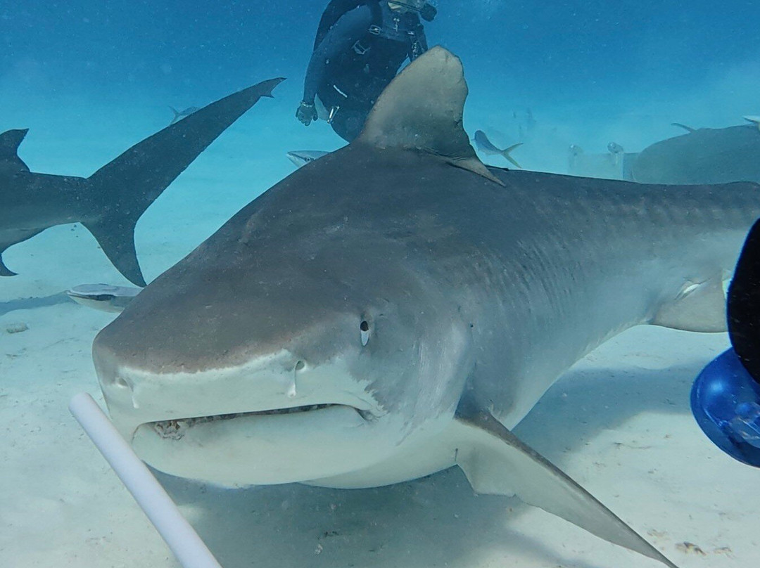 Neal Watson's Bimini Scuba Center-Alice Town必去景点