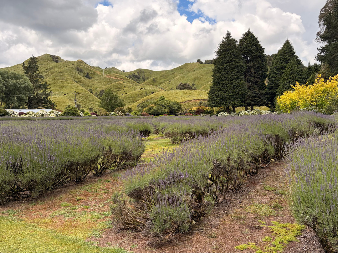 Forgotten World Adventures-Taumarunui必去景点