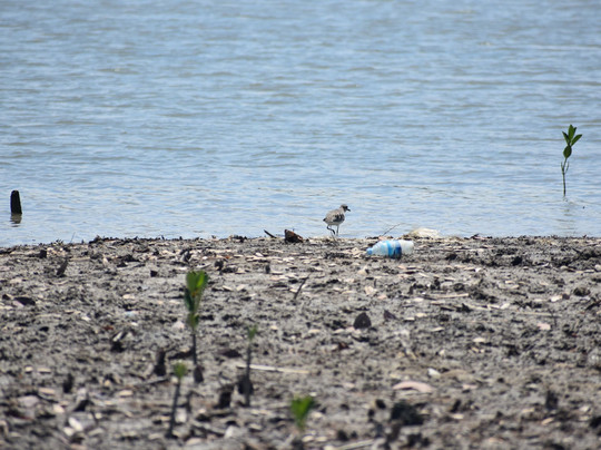 Rivulet Terre Rouge Estuary Bird Sanctuary-路易士港必去景点