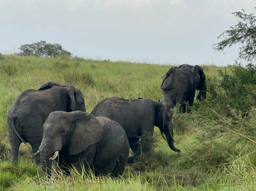African Rock Safaris Ltd-坎帕拉必去景点