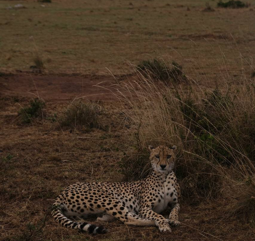 Mufasa Tours and Travels-内罗毕必去景点