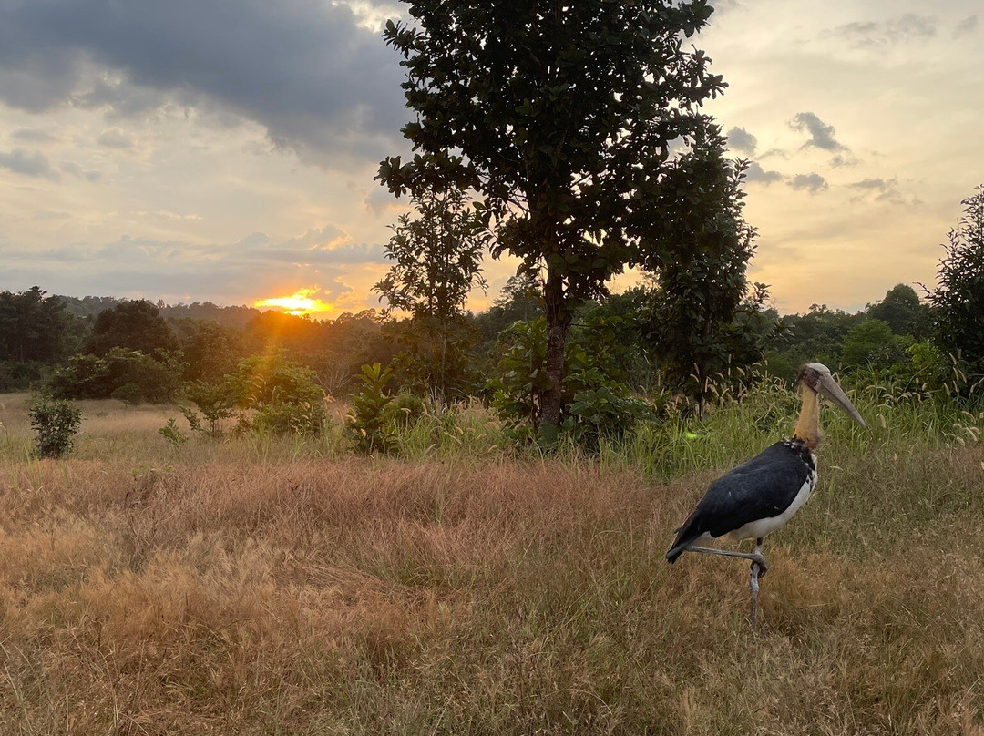 Wildlife Alliance-戈公必去景点