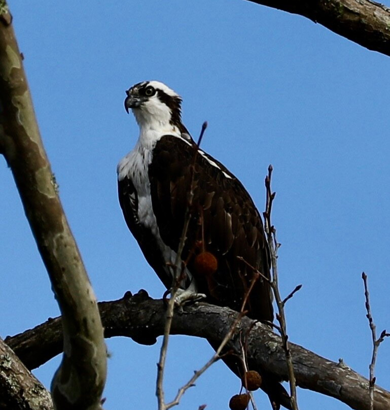 The Last Wilderness Swamp Tour-Plaquemine必去景点