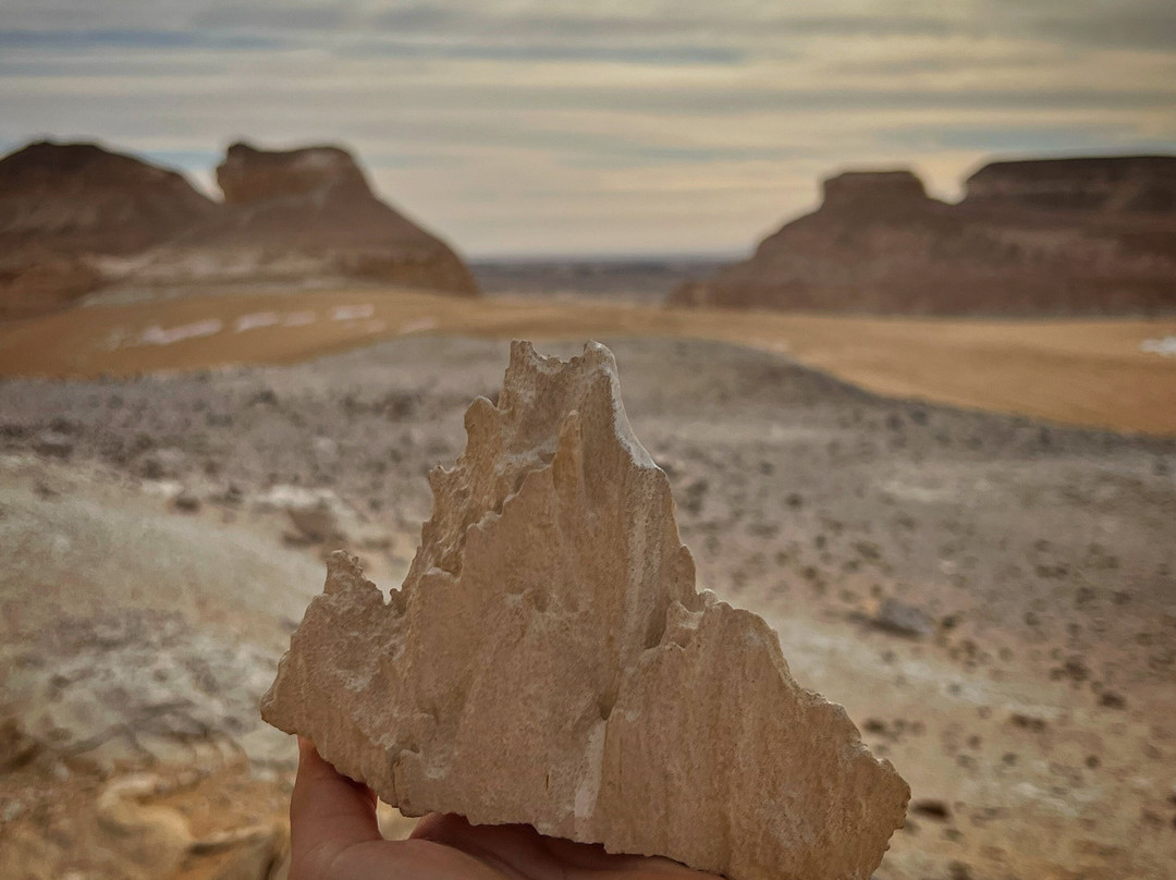 tamer safari-开罗必去景点