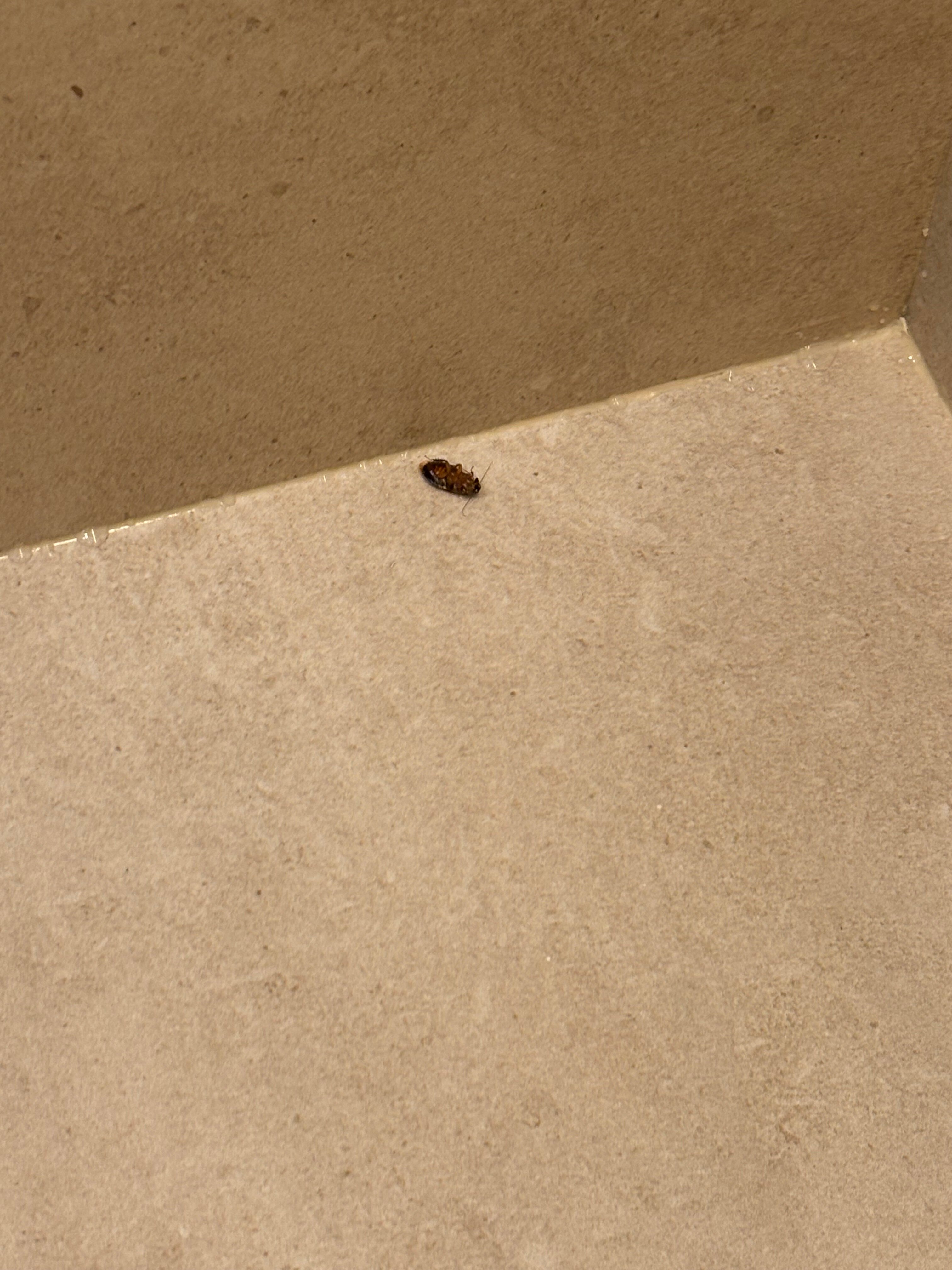 Allsun Hotel Esquinzo Beach-官方