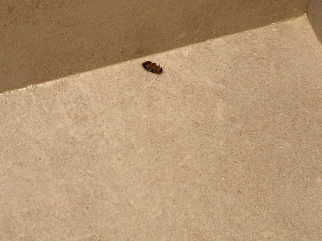 Allsun Hotel Esquinzo Beach主图