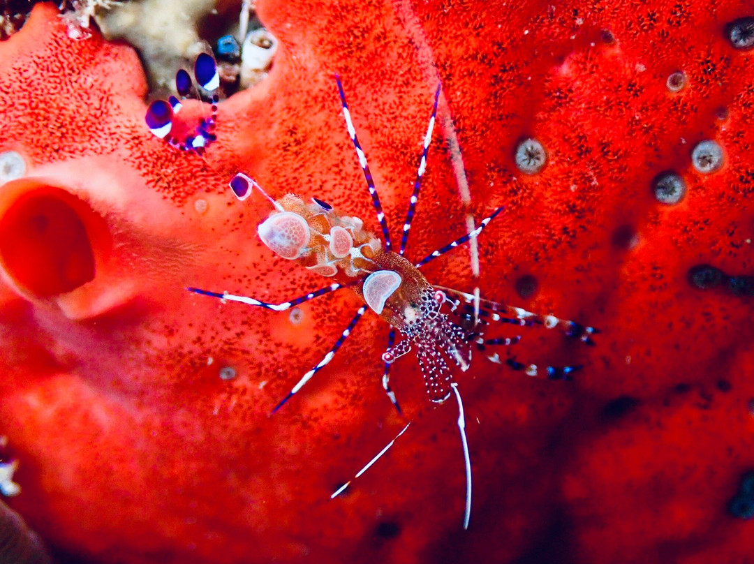 Infini Plongee-Basse-Terre必去景点