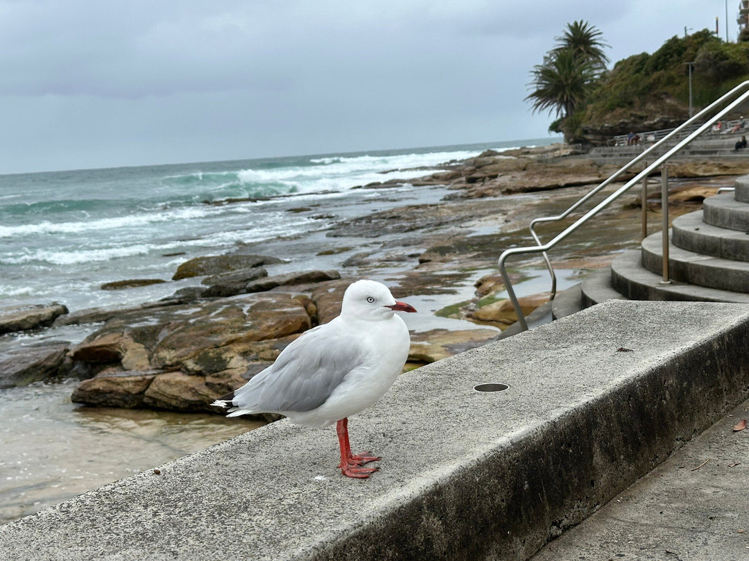 克罗鲁娜海滩漫步-克罗纳拉必去景点