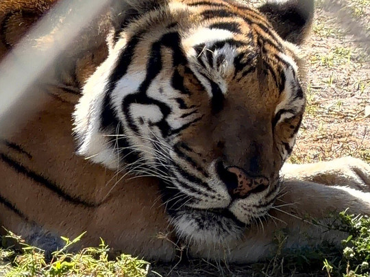 Big Cat Habitat-萨拉索塔必去景点
