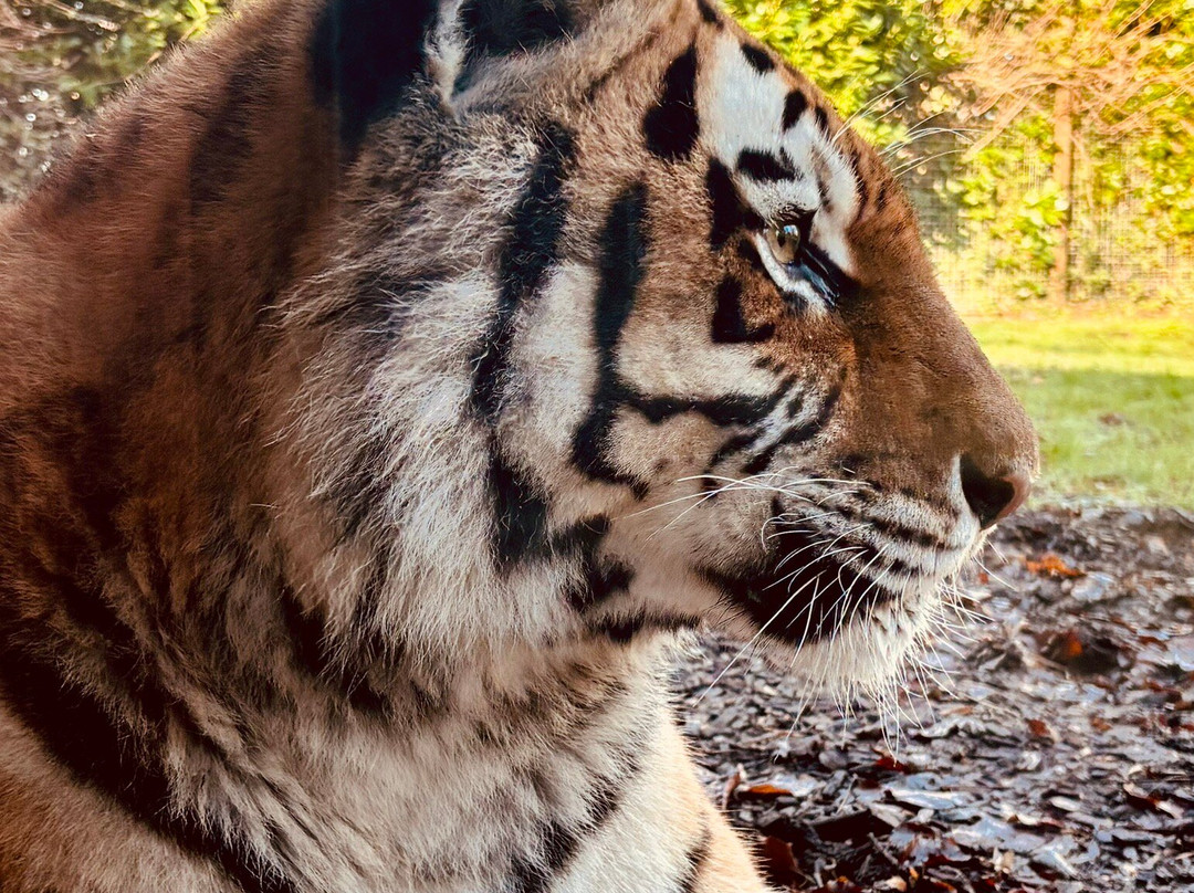 Port Lympne Reserve-Lympne必去景点