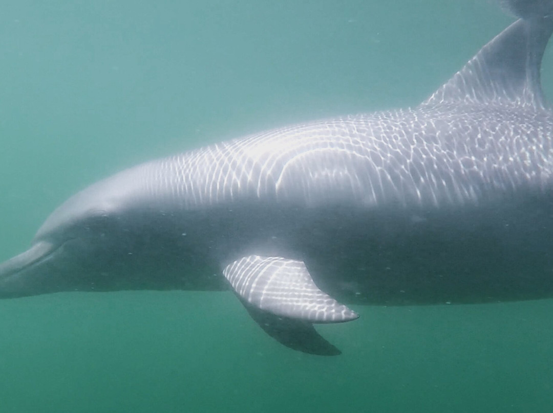 Sunset Charters-哥芬湾必去景点