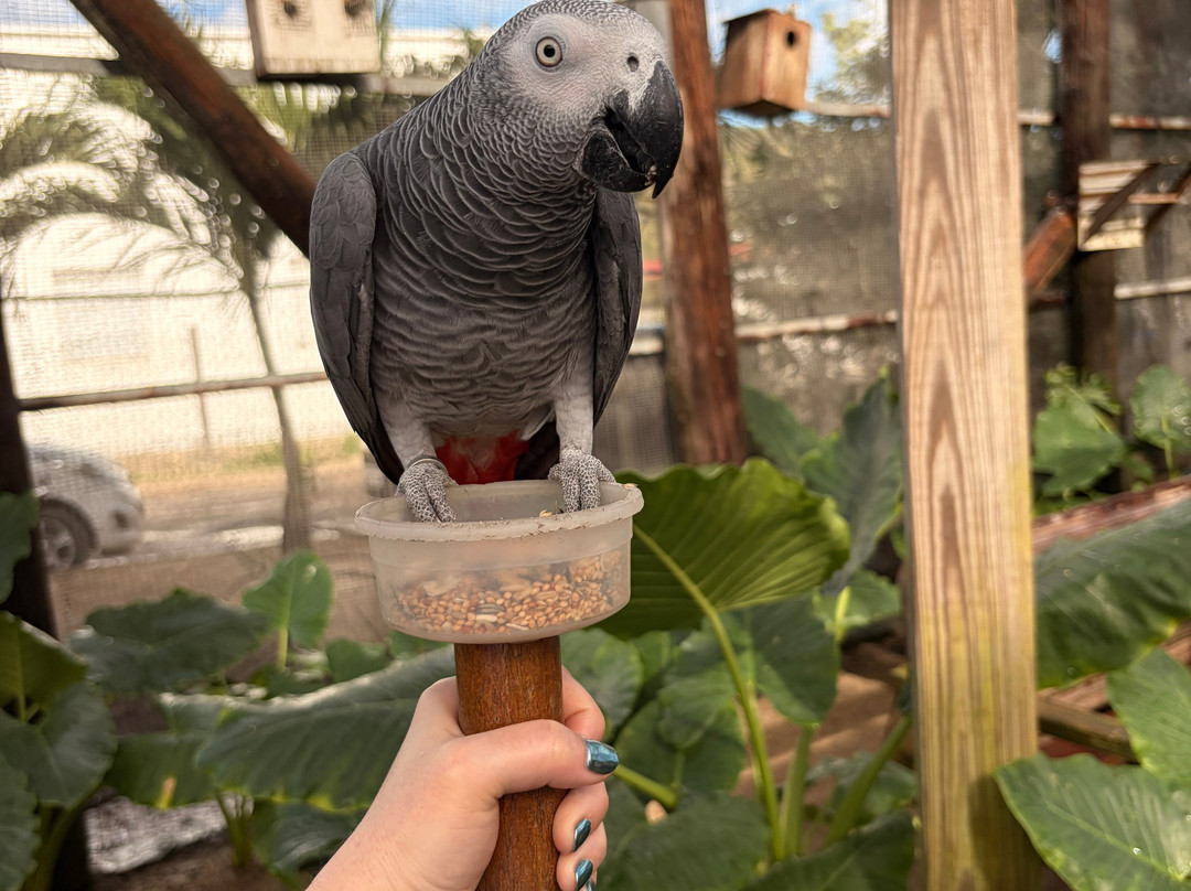 Parotte Ville Bird Sanctuary-圣马丁岛必去景点
