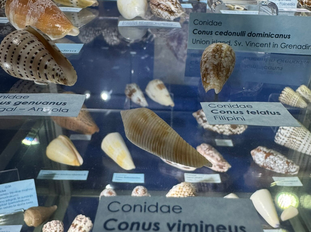 Magical World of Shells Museum-皮兰必去景点