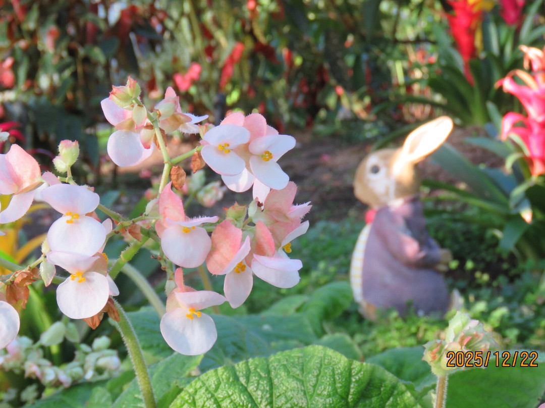 Begonia Garden