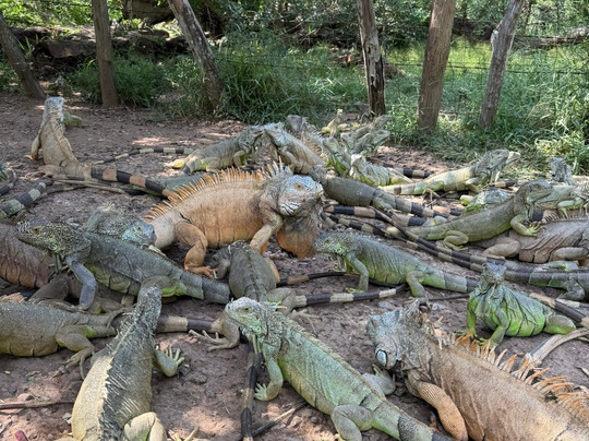 Experience Saladita-La Saladita必去景点