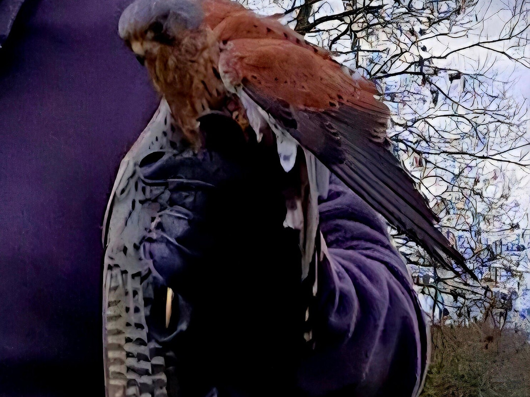 The Bird Of Prey Project-巴斯必去景点