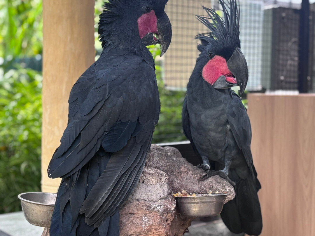 Hidden Mini Zoo Bali-Guwang必去景点