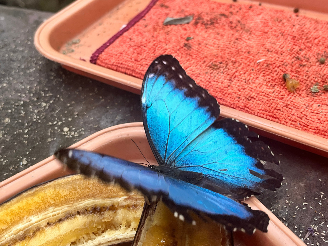 Boquete Bees and Butterflies-波魁特必去景点