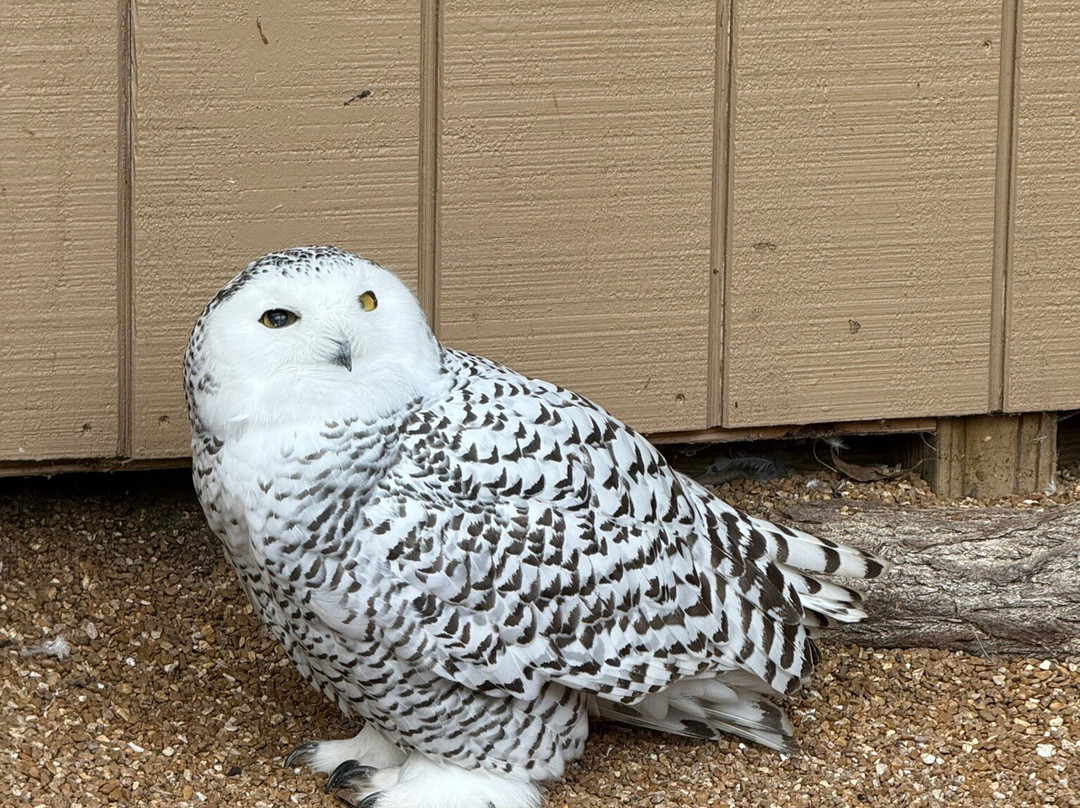 World Bird Sanctuary-Valley Park必去景点