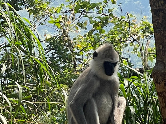 Sri Lanka Driver Tours-Yatiyana必去景点