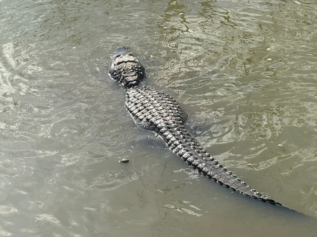 Gator Country-博蒙特必去景点