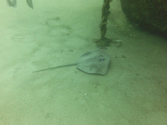 Blue Flow Diving-马斯喀特必去景点