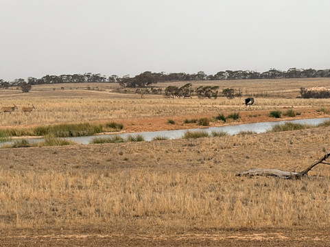 Monarto Safari Resort Restaurant