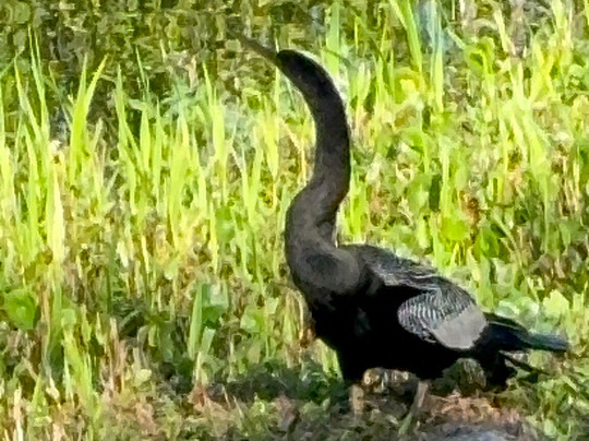 Everglades National Park-佛罗里达城必去景点