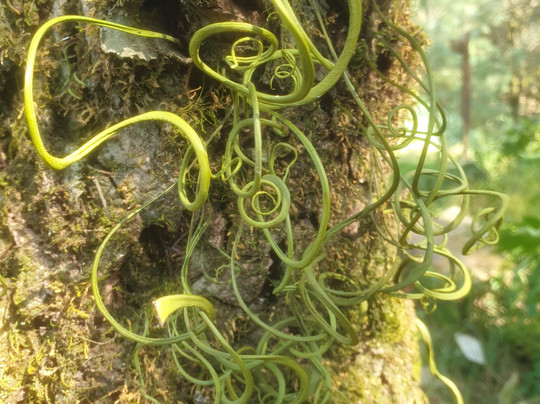 Jabarkhet Nature Reserve-马苏里必去景点