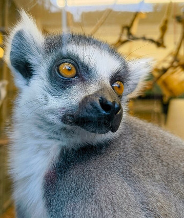 Welsh Mountain Zoo-科尔温湾必去景点