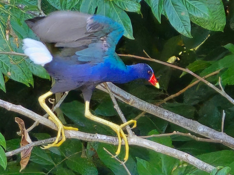 San José Birding-圣何塞必去景点