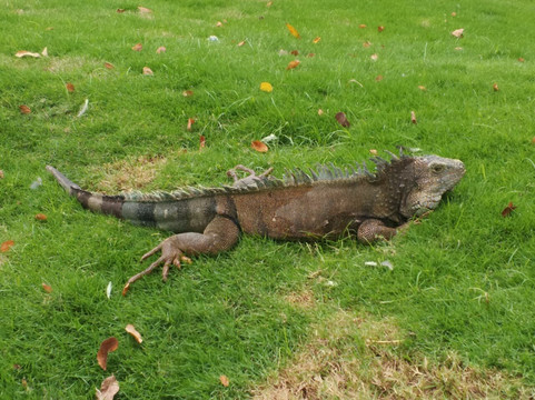 Parque Seminario-瓜亚基尔必去景点