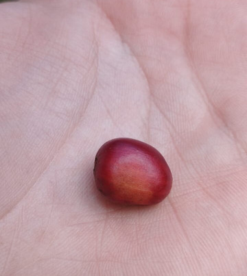 Trilha do Cafe - Sítio Aguas Finas-Guaramiranga必去景点