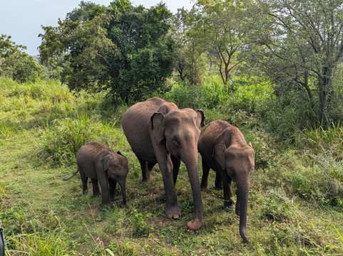 Jeep Safari With Gayan-锡吉里亚必去景点