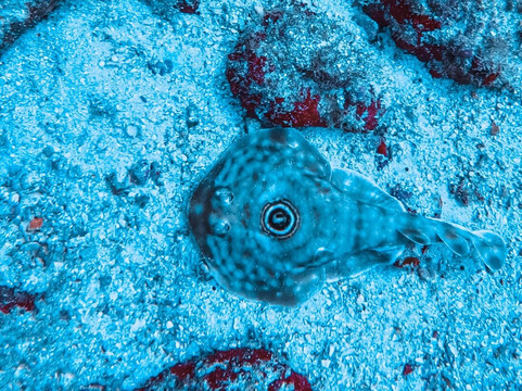 Rocket Frog Divers-Playas del Coco必去景点