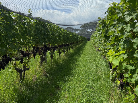 Goldie Estate-怀系奇岛必去景点