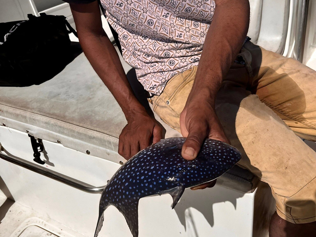 Carib Evasion-Case-Pilote必去景点