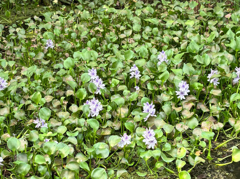 Kalametiya Lagoon Bird Sanctuary & Wetland Park-唐卡拉必去景点