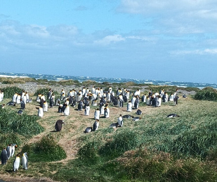 Parque Pinguino Rey-Porvenir必去景点