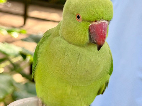 Parotte Ville Bird Sanctuary-圣马丁岛必去景点