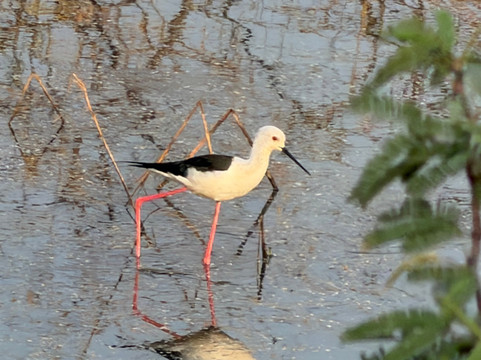 威拉瓦达尔黑羚野生动物园旅馆主图