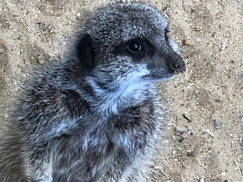 Shepreth Wildlife Park-Shepreth必去景点