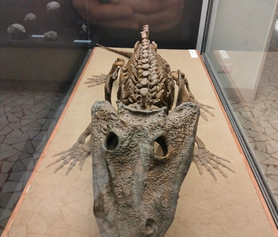 Museo di Scienze Naturali "E. Caffi"-贝加莫必去景点