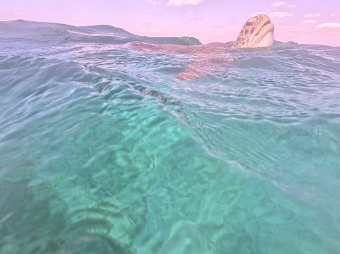 Playa El Cielo Cozumel-考祖梅必去景点