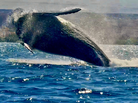 Liquid Hawaii-普阿克必去景点